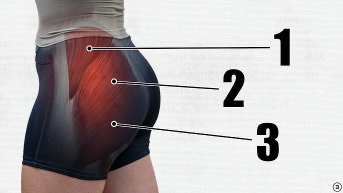 Anatominen kuva pakaralihaksista: Iso pakaralihas (gluteus maximus), keskimmäinen pakaralihas (gluteus medius) ja pieni pakaralihas (gluteus minimus), jotka ovat avainasemassa pyöreiden ja kiinteiden pakaroiden saavuttamisessa.